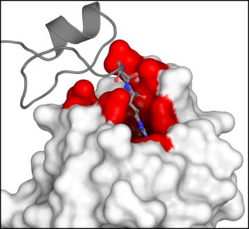 The binding of VEGF-A (grey) to neuropilin (white) happens at a specific site (red) that sets in motion a signaling pathway that leads to pain.  