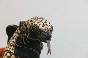 When Gila monsters bite, their powerful jaws chew the venom into the skin through grooves on their teeth. 