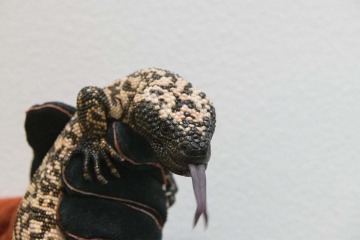 When Gila monsters bite, their powerful jaws chew the venom into the skin through grooves on their teeth. 