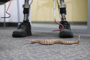 Dr. Dan Massey releases one of the rattlesnakes in AzPDIC to show the staff how non-aggressive the snake is.