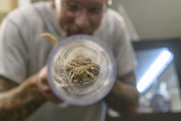 Poison Center venomous reptile curator Dan Massey, PharmD, used a clear acrylic tube to safely allow toxicologists an up-close examination of a Western Diamondback rattlesnake. Once the snake’s head is in the tube, it cannot turn around and bite anyone, but can be closely observed.