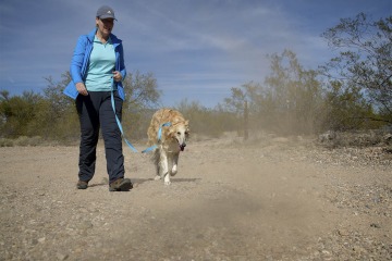 People and dogs can get Valley fever by inhaling airborne spores of the fungus coccidioides, which are carried in dust particles from the soil by the wind when the desert soil is disturbed. UArizona Health Sciences researchers are leading the development of a potential canine vaccine, which may pave the way for a human vaccine.