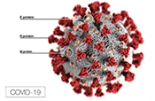 This illustration, created at the Centers for Disease Control and Prevention (CDC), reveals ultrastructural morphology exhibited by coronaviruses. Note the spikes that adorn the outer surface of the virus, which impart the look of a corona surrounding the virion, when viewed electron microscopically.