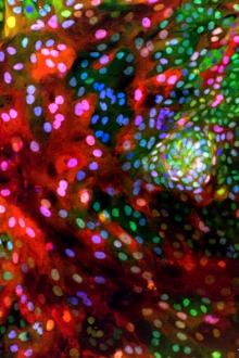 a computer image of a genetically engineered organoid