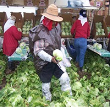 Agricultural workers harvest lettuce near Yuma, Arizona (Photo: Courtesy of CampesinosSinFronteras.org)