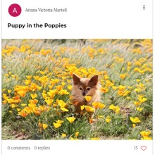 Photo of Puppy in the Poppies submitted to the Art in Medicine Photo Challenge.