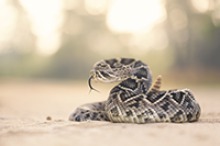 Warming temperatures bring a more active rattlesnake population. Arizona and Texas have the most types of rattlesnakes in the United States, with Arizona seeing as many as 350 such snakebite cases a year.