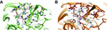 X-ray crystal structure of the SARS-CoV-2 main protease in complex with GC-376, an investigational veterinary drug used to treat FIP in cats. (Graphic: Laboratory of Jun Wang, PhD/University of Arizona Health Sciences)