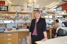 For nearly 15 years, Heddwen Brooks, PhD, has investigated the relationships between biological sex, the immune system, diabetes and high blood pressure. (Photo: University of Arizona Sarver Heart Center)
